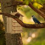 Holz Nistkasten Eulen