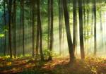 Vlies Wald Natur Fototapete Sonne