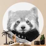 Roter Schwarz-wei脽 in Panda