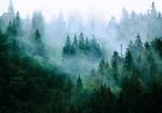 Nebel Wald im Natur Vlies Fototapete