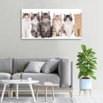 Wandbild Sechs Katzen 100 x 50 cm