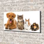 Wandbild Hund und Katze 140 x 70 cm