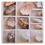 Collage Wandbilder Muscheln Natur