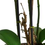 Kunstpflanze Wei脽 Orchidee 42 cm