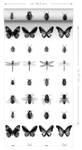 XXL-Vliestapete Zeichnungen Insekten von