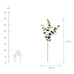 FLORISTA Eukalyptuszweig Länge 70cm Grün - Kunststoff - 20 x 3 x 70 cm