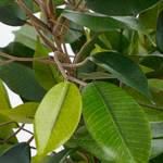 Kunstpflanze Ficus Natasja