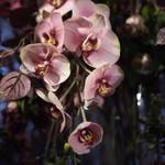 Orchidee Phalaenopsis Budy Pink