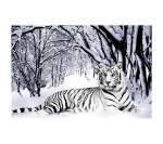 Weißer Tiger im Schnee Wandkunst Weiß - Textil - 81 x 51 x 5 cm