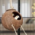 Vogelspielzeug Kokosnuss mit Holzleiter