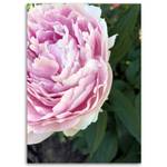 Leinwandbild Pfingstrose Rosa Blumen