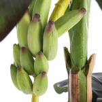 K眉nstliche Pflanze Bananenboom