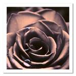 Wandbild Rose Rosa Blumen Pflanzen