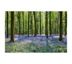 Mystical Woodland Wandkunst Bluebell