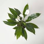 Wallisii Kunstpflanze Spathiphyllum