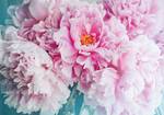 Romanisch Rosa Blumen Vlies Fototapete