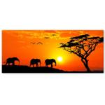Bilder Sonnenuntergang Elefanten Afrika