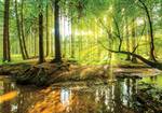 Sonne Vlies Wald Natur Fototapete