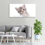 Wandbild Graue Katze Grau - Textil - Holz teilmassiv - 100 x 50 x 4 cm