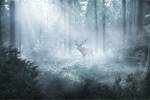 Fototapete WALD IM NEBEL Hirsch Natur 3D 450 x 300 x 300 cm