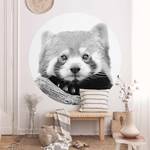 Roter Panda in Schwarz-wei脽