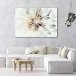 Bilder Pusteblume Makro L枚wenzahn Natur