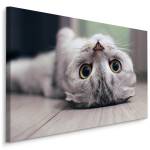 Image Sur Toile CHAT Animal Nature 3D 90 x 60 x 60 cm