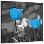 Blau Bilder Pflanzen Tulpen Natur