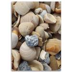 Bild auf leinwand Muscheln Steine Meer