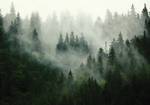 Vlies Fototapete Wald Wohnzimmer Nebel