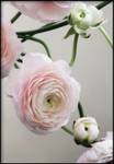 Anemone Blumenplakat