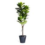 Plante artificielle Ficus Lyrata 70 x 155 x 75 cm