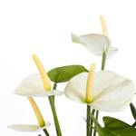 Plante artificielle Anthurium Blanc