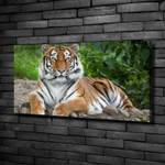 Wandbild Sibirischer Tiger Braun - Textil - Holz teilmassiv - 100 x 50 x 4 cm