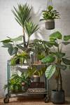 Philodendron Kunstpflanze