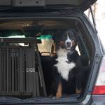 Hundebox Auto mit Trennwand Schwarz - Metall - 90 x 64 x 82 cm