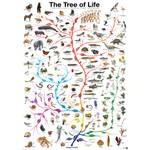 Puzzle Die Der Evolution Baum