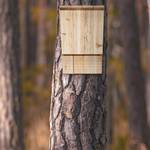 Fledermauskasten Holz aus