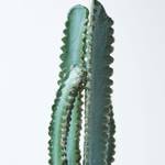 K眉nstlicher Kaktus Hylocereus in Topf