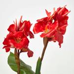 Blumenrohr Kunstpflanze im Topf - Rot Grün - Kunststoff - 18 x 90 x 90 cm