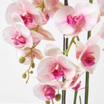 Künstliche Phalaenopsis-Orchidee Pink - Kunststoff - 29 x 64 x 64 cm