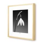 Photo d`art limitée Flower of Gratitude Noir - Blanc - Verre - En partie en bois massif - 50 x 50 x 3 cm