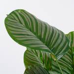 Kunstpflanze Calathea Orbifolia