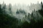 Wald im Nebel Landschaft Fototapete 3D