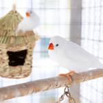 Nichoir cage à oiseaux chapeau pointu Marron - Rotin - 17 x 21 x 17 cm