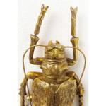 Wandschmuck Longicorn Beetle Gold - Kunststoff - 15 x 27 x 7 cm