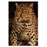 Natur Leopard Wildtiere Leinwandbild