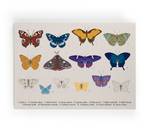 Leinwand 60x40 Schmetterlinge färben Textil - 3 x 60 x 40 cm