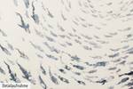 Bild handgemalt Im Sog des Fischschwarms Grau - Weiß - Massivholz - Textil - 80 x 80 x 4 cm