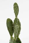 Kunstpflanze Kaktus